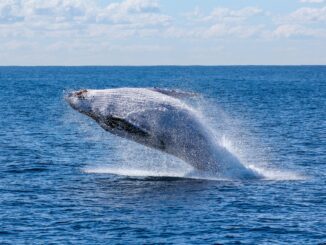 Best Places for Whale Watching and Kayaking in SA