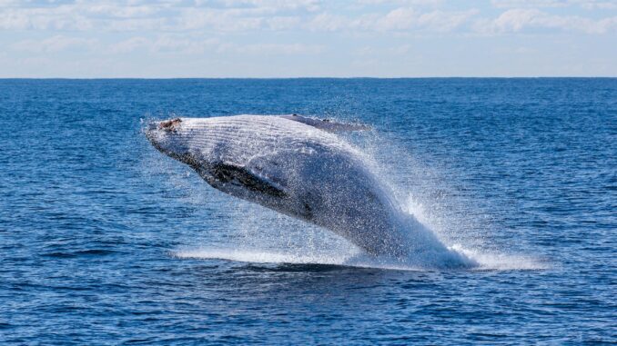 Best Places for Whale Watching and Kayaking in SA