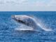 Best Places for Whale Watching and Kayaking in SA